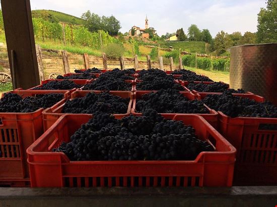 vendemmia Monteu Roero  